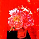 Red rose – Encaustic Collage – 7in x 11in